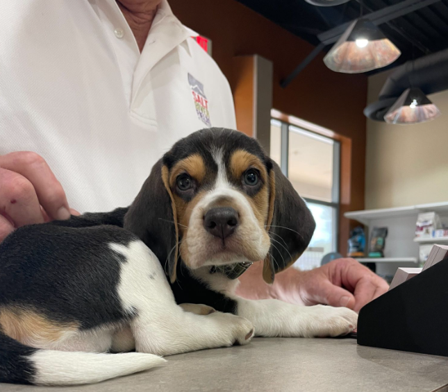 Animal Hospital at Grayhawk